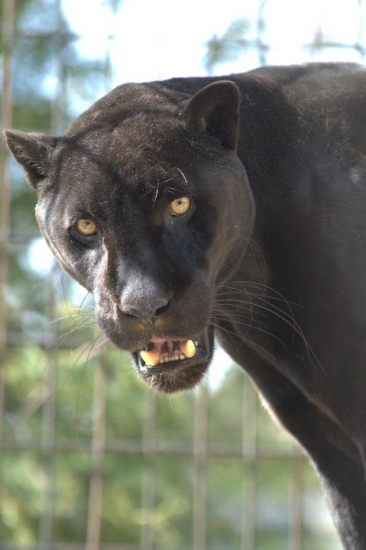 ZOO Spišská Nová Ves (ZOO SNV)